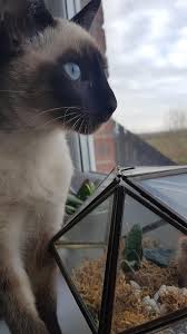 My cat's eyes have quivered and vibrated like this all her life. Siamese Cat Eyes Are Amazing Cats