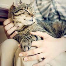 How Do Cats Show Love To Their Owners Cat Care Cats Cats And Kittens