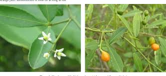 Image result for Toddalia