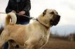 Kangal Dog: Complete Breed Guide (Temperament, Lifespan ...