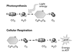 5.cellular respiration releases energy by breaking 6.what are the reactants in the equation for cellular respiration 11.how are cellular respiration and photosynthesis opposite processes? Https Www Svsd Net Cms Lib5 Pa01001234 Centricity Domain 770 01 202016 20bioenergetics 20introduction 20reading 20key Pdf