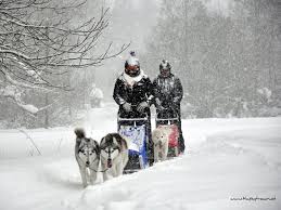 Warme kleidung und ein warmes mittagessen am lagerfeuer sind im preis inbegriffen, damit es bei kaltem wetter gemütlich bleibt. Urlaubster Husky Schlittenfahren Alaska Spirit In Osterreich