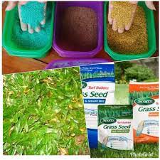 Beli benih biji rumput gajah mini dan benih biji rumput jepang. Benih Biji Rumput Gajah Mini Bibit Rumput Biji Rumput Taman 100gram Shopee Indonesia