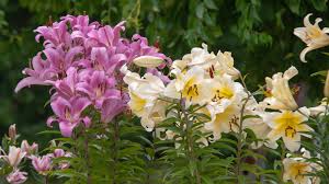 We did not find results for: How To Tell The Difference Between Lilies And Daylilies