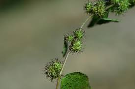 Image result for Triumfetta annua