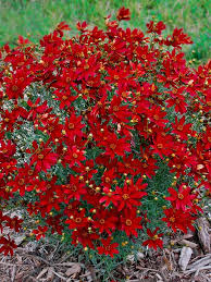 Pin On Garden Stuff