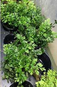 Image result for Bolbitis