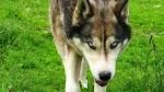 Husky Wolf Mix | Shop for your Cause