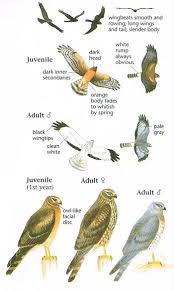 Big Bird With White Head And Black Body Image Result For Northern Harrier Hawk Harrier Slender Body Hawk
