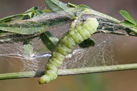 Image result for Autographa gamma