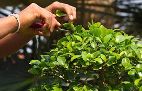 In unserem bonsai und yamadori garten finden sie auf über 1000 m2 eine große auswahl an freilandbonsai und zimmerbonsai (indoor bonsai). Bonsai Schneiden Grundlegende Regeln Und Tipps