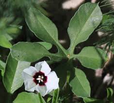 Image result for Merremia palmata