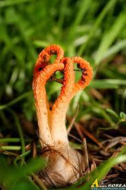 Image result for Pseudocolus schellenbergiae