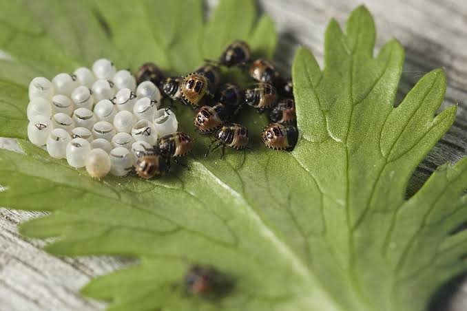 How do you get rid of stink bug eggs - Urban Hawks