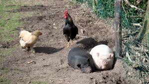 Using A 2 Acre Farm Layout To Raise Your Own Meat Countryside