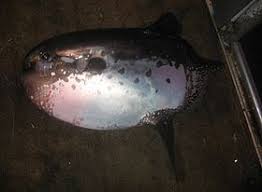 Razoes para odiar peixe lua. Peixe Lua Rabudo Wikipedia A Enciclopedia Livre