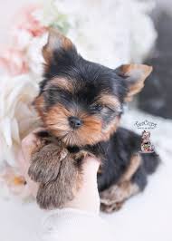 Our yorkies are spoiled and loved in our home. Toy Yorkie Puppy Online Shopping