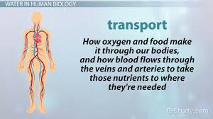 You'll be tested on organ systems such as the. The Role Of Water In Human Biology Video Lesson Transcript Study Com