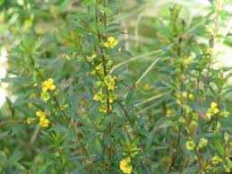 Image result for Heimia salicifolia
