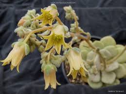 Image result for Margaretta rosea