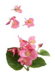 Begonia seed pods | seed pods, seeds, begonia. Hardy Begonia Seeds