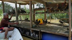 Simen bahan alas lantai : Reban Ayam