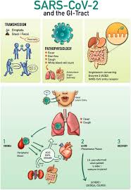 Symptoms can affect the airways and lungs, although this may vary from person to person. A Narrative Review Of Coronavirus Disease 2019 Covid 19 Clinical Epidemiological Characteristics And Systemic Manifestations Springerlink