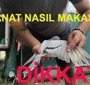 GÜVERCİN TÜY DÖNEMİ | KANAT NE ZAMAN MAKASLANIR? | NELERE DİKKAT EDİLİR.!