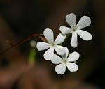 Image result for Buchnera leptostachya