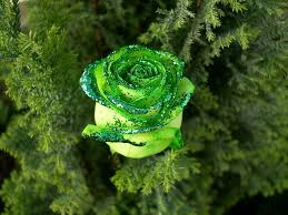 They're a favorite for floral arrangements. Hd Wallpaper St Patrick S Day Green Rose Flower Macro Hd Nature Wallpaper Flare