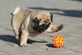 Adorable Pug Puppies Compilation Komik Kopek Fotograflari Pug Kopekler Hayvanlar