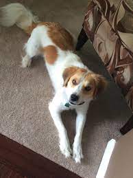 It is traditionally called the king of terriers because it is the largest of the terrier breeds. Ashland Beagle Border Collie Mix Puppies And Kitties Collie Mix Border Collie Mix