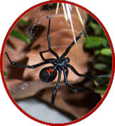 Make sure your home & yard is protected from spiders and other poisonous pests black widow spiders are generally considered beneficial since they eat so many insects. Michigan Spiders Can They Kill You May Group Realtors