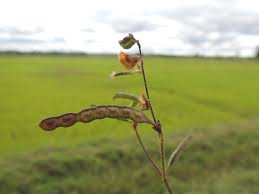 Image result for Aeschynomene sp. A