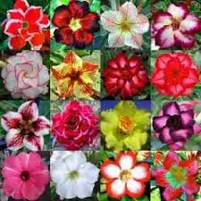 rosa do deserto como cultivar fotos e precos dessa linda flor rosa do deserto flores do deserto flores lindas