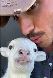 Pretty Lamb Pet Friendly