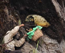 File:Mad Honey harvest on bamboo basket ...
