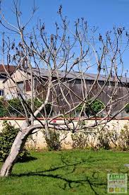 En france le figuier perd ses feuilles, il est caduc. Maladie Du Figuier Teigne Mouche Ver Jardipartage