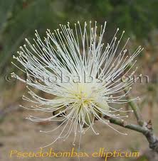 Image result for Pseudobombax