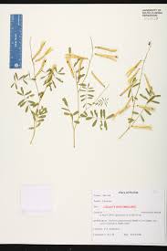 Image result for Tephrosia festina