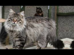 انواع القطط واسمائها قائمة سلالات القطط بالصور youtube