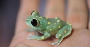 Black And Yellow Frog Animal Crossing 