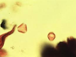 Image result for Coula