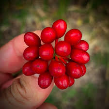 Image result for Huberantha