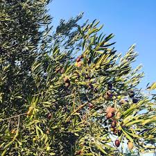 Preparation Des Olives Vertes Le Jour Ou Je Me Suis Lancee Dans Cette Grande Epopee D E L P H I N N