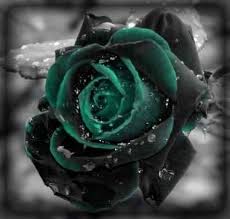 Black Green Rose Marco De Bara Lode Flores Exoticas Flores Bonitas Jardim Bonsai