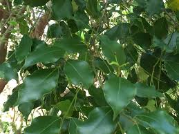 Image result for Cryptocarya woodii