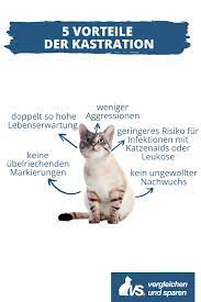 5 vorteile einer kastration bei katzen hilfreiche tipps und informationen rund um die kastration in 2021 katzenversicherung katzen katze kosten