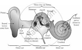 With the help of a labelled diagram show that there are four octahedral voids per unit cell in a cubic close packed structure. Draw A Neat And Labelled Diagram Of The Human Ear With The Help Of This Diagram Explain The Construction And Working Of The Human Ear Science Shaalaa Com