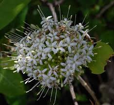 Image result for Pavetta sp. E